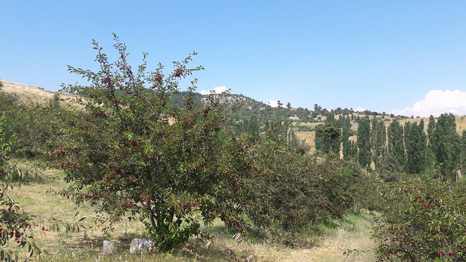Turgay Asmalıkaya 9 Temmuz 2016 34